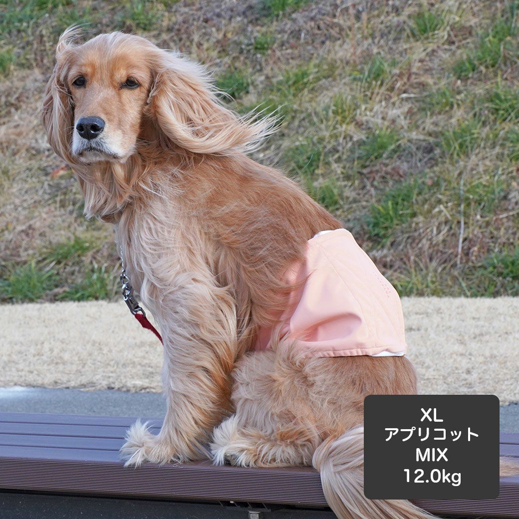 MIX12.0kg(首37/胴53/丈48cm)のはちみつちゃんはアプリコットのXLを着用