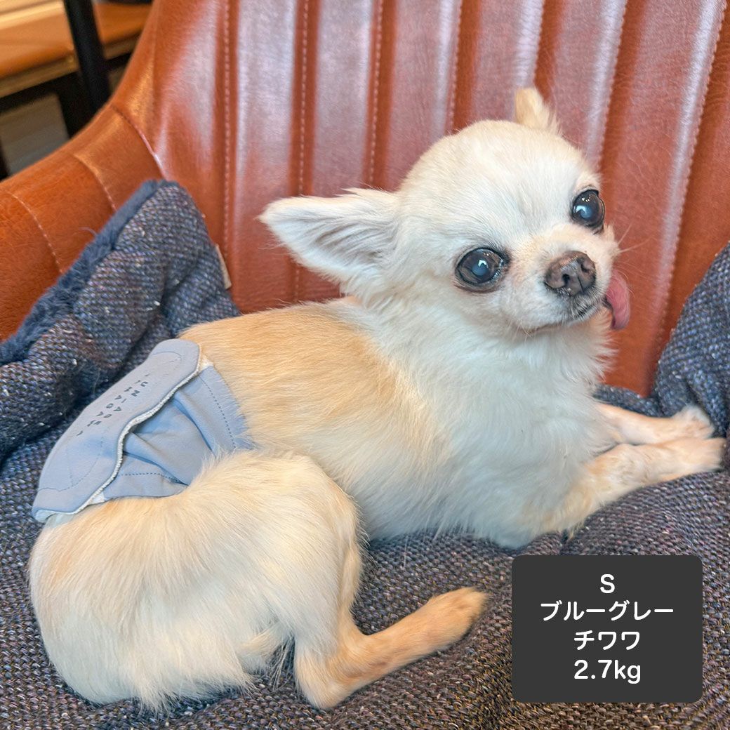 チワワ2.7kg(首19/胴30/丈27cm)のこむぎくんはブルーグレーのSを着用